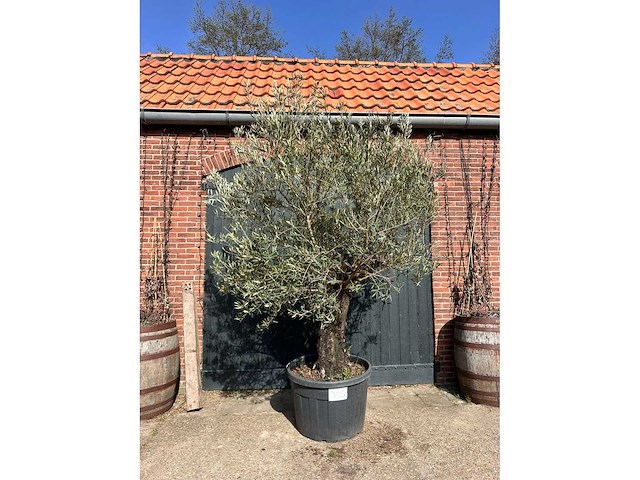 Olijfboom (olea europea) - afbeelding 2 van  7