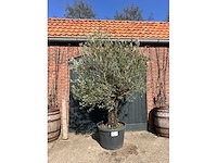 Olijfboom (olea europea) - afbeelding 2 van  7