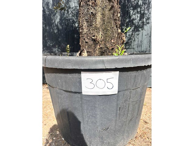 Olijfboom (olea europea) - afbeelding 3 van  7
