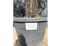 Olijfboom (olea europea) - afbeelding 3 van  7