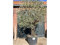 Olijfboom (olea europea) - afbeelding 4 van  7