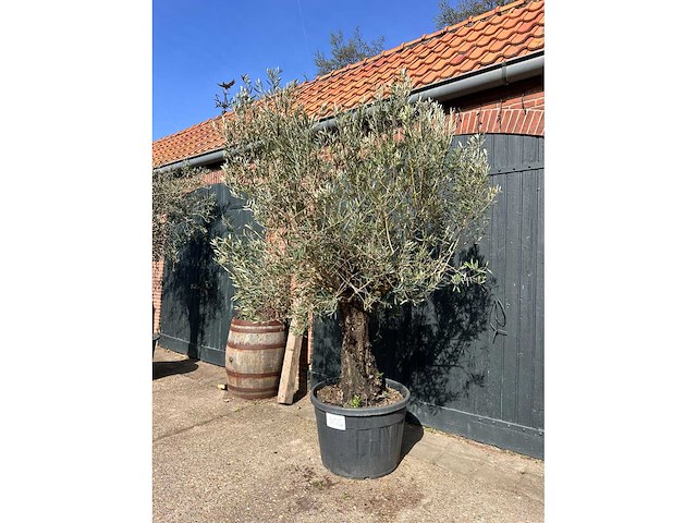 Olijfboom (olea europea) - afbeelding 5 van  7