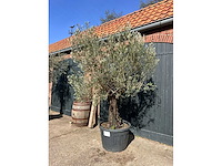 Olijfboom (olea europea) - afbeelding 5 van  7