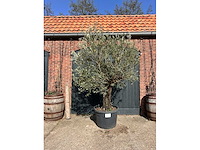Olijfboom (olea europea) - afbeelding 6 van  7