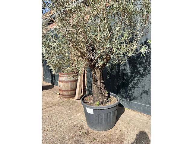 Olijfboom (olea europea) - afbeelding 7 van  7