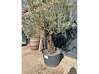 Olijfboom (olea europea) - afbeelding 7 van  7