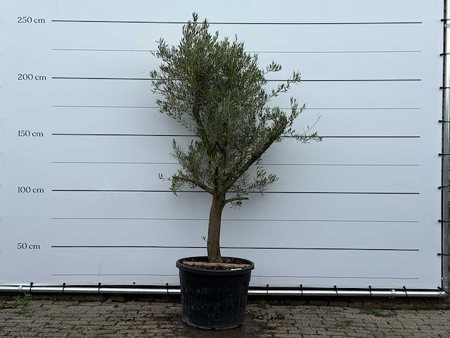 Olijfboom piel joven - olea europaea - ca. 40 jaar oud - hoogte ca. 230 cm - afbeelding 1 van  5