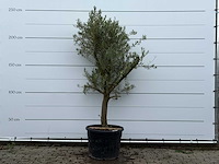 Olijfboom piel joven - olea europaea - ca. 40 jaar oud - hoogte ca. 230 cm - afbeelding 1 van  5