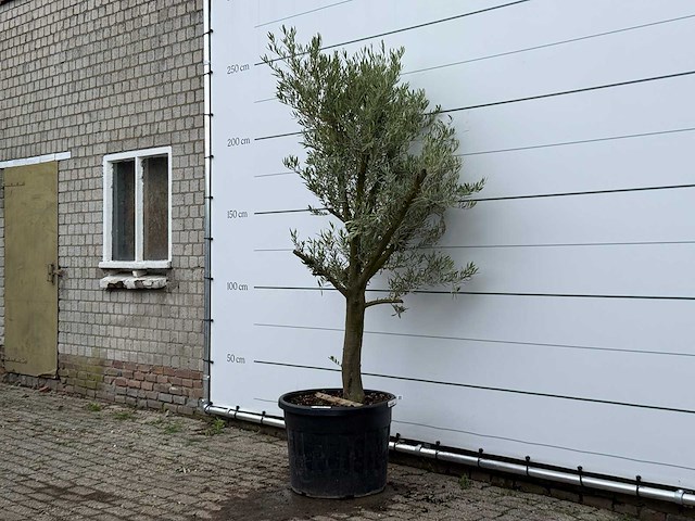 Olijfboom piel joven - olea europaea - ca. 40 jaar oud - hoogte ca. 230 cm - afbeelding 2 van  5