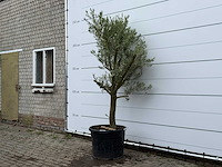 Olijfboom piel joven - olea europaea - ca. 40 jaar oud - hoogte ca. 230 cm - afbeelding 2 van  5