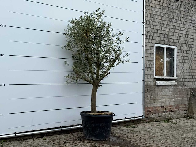 Olijfboom piel joven - olea europaea - ca. 40 jaar oud - hoogte ca. 230 cm - afbeelding 3 van  5