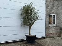 Olijfboom piel joven - olea europaea - ca. 40 jaar oud - hoogte ca. 230 cm - afbeelding 3 van  5