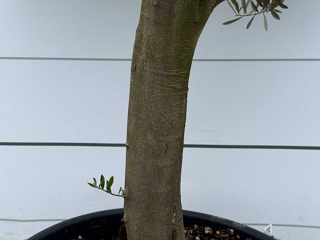 Olijfboom piel joven - olea europaea - ca. 40 jaar oud - hoogte ca. 230 cm - afbeelding 4 van  5