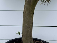 Olijfboom piel joven - olea europaea - ca. 40 jaar oud - hoogte ca. 230 cm - afbeelding 4 van  5
