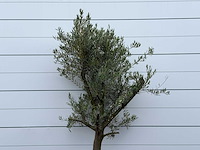 Olijfboom piel joven - olea europaea - ca. 40 jaar oud - hoogte ca. 230 cm - afbeelding 5 van  5