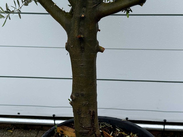 Olijfboom piel joven - olea europaea - ca. 40 jaar oud - hoogte ca. 250 cm - afbeelding 2 van  2