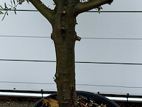 Olijfboom piel joven - olea europaea - ca. 40 jaar oud - hoogte ca. 250 cm - afbeelding 2 van  2
