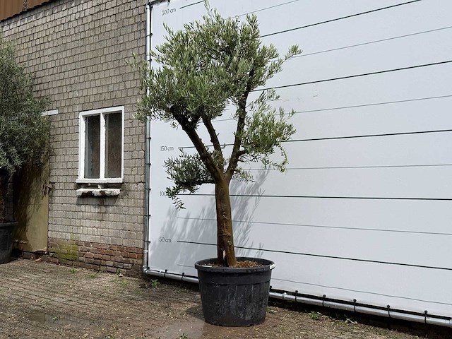 Olijfboom piel joven - olea europaea - ca. 40 jaar oud - hoogte ca. 250 cm - afbeelding 1 van  2