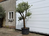 Olijfboom piel joven - olea europaea - ca. 40 jaar oud - hoogte ca. 250 cm - afbeelding 1 van  2