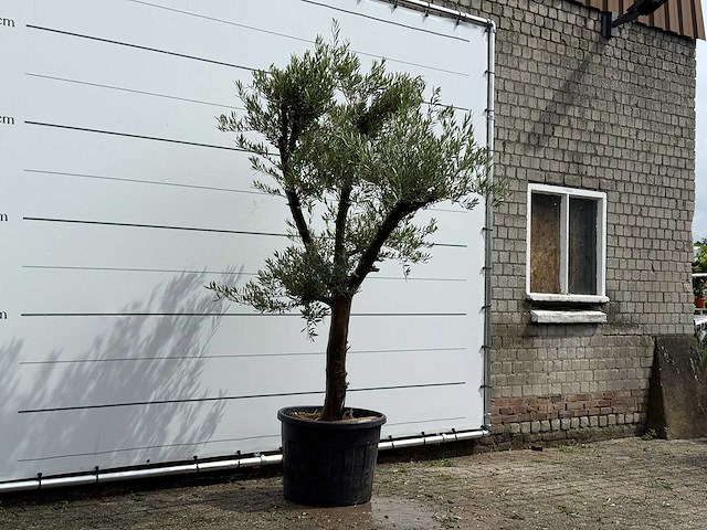 Olijfboom piel joven - olea europaea - ca. 40 jaar oud - hoogte ca. 250 cm - afbeelding 2 van  2