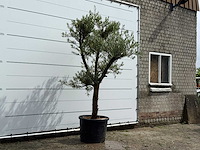 Olijfboom piel joven - olea europaea - ca. 40 jaar oud - hoogte ca. 250 cm - afbeelding 2 van  2