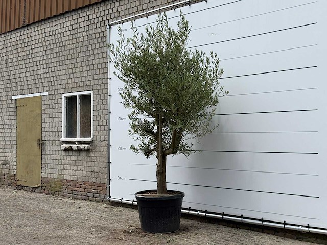 Olijfboom piel joven - olea europaea - ca. 40 jaar oud - hoogte ca. 250 cm - afbeelding 1 van  3