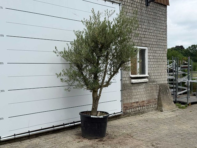 Olijfboom piel joven - olea europaea - ca. 40 jaar oud - hoogte ca. 250 cm - afbeelding 2 van  3
