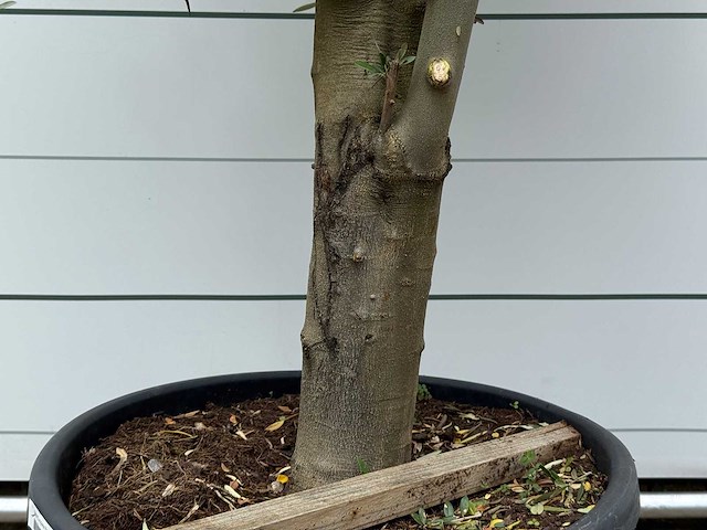 Olijfboom piel joven - olea europaea - ca. 40 jaar oud - hoogte ca. 250 cm - afbeelding 3 van  3