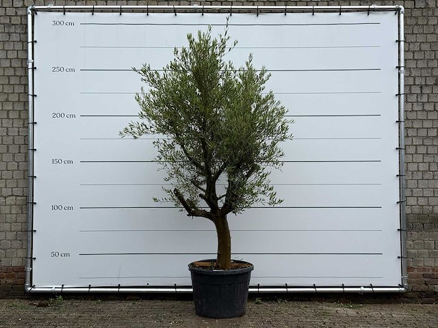Olijfboom piel joven - olea europaea - ca. 40 jaar oud - hoogte ca. 270 cm - afbeelding 1 van  6