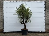 Olijfboom piel joven - olea europaea - ca. 40 jaar oud - hoogte ca. 270 cm - afbeelding 1 van  6