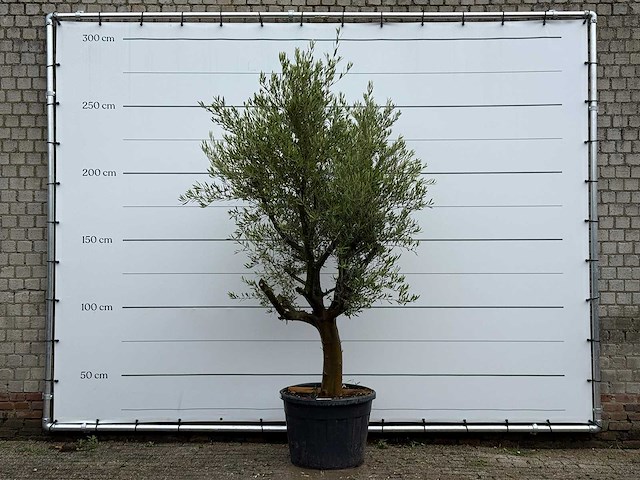 Olijfboom piel joven - olea europaea - ca. 40 jaar oud - hoogte ca. 270 cm - afbeelding 2 van  6