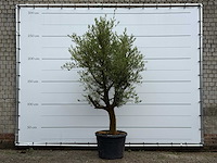 Olijfboom piel joven - olea europaea - ca. 40 jaar oud - hoogte ca. 270 cm - afbeelding 2 van  6