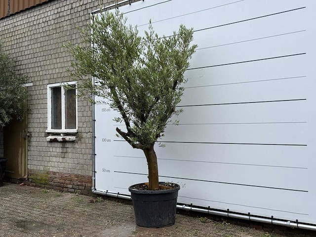 Olijfboom piel joven - olea europaea - ca. 40 jaar oud - hoogte ca. 270 cm - afbeelding 3 van  6