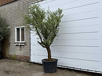 Olijfboom piel joven - olea europaea - ca. 40 jaar oud - hoogte ca. 270 cm - afbeelding 3 van  6
