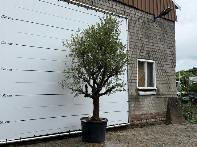Olijfboom piel joven - olea europaea - ca. 40 jaar oud - hoogte ca. 270 cm - afbeelding 4 van  6