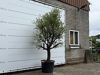 Olijfboom piel joven - olea europaea - ca. 40 jaar oud - hoogte ca. 270 cm - afbeelding 4 van  6