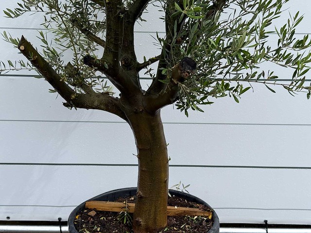 Olijfboom piel joven - olea europaea - ca. 40 jaar oud - hoogte ca. 270 cm - afbeelding 5 van  6