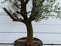 Olijfboom piel joven - olea europaea - ca. 40 jaar oud - hoogte ca. 270 cm - afbeelding 5 van  6