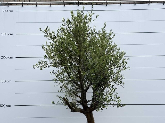 Olijfboom piel joven - olea europaea - ca. 40 jaar oud - hoogte ca. 270 cm - afbeelding 6 van  6