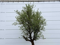 Olijfboom piel joven - olea europaea - ca. 40 jaar oud - hoogte ca. 270 cm - afbeelding 6 van  6