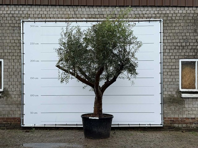 Olijfboom piel joven xl - olea europaea - ca. 60 jaar oud - hoogte ca. 270 cm - afbeelding 1 van  5
