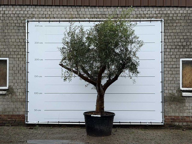 Olijfboom piel joven xl - olea europaea - ca. 60 jaar oud - hoogte ca. 270 cm - afbeelding 2 van  5