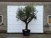 Olijfboom piel joven xl - olea europaea - ca. 60 jaar oud - hoogte ca. 270 cm - afbeelding 2 van  5