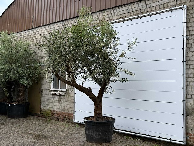 Olijfboom piel joven xl - olea europaea - ca. 60 jaar oud - hoogte ca. 270 cm - afbeelding 3 van  5