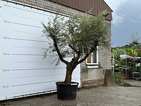 Olijfboom piel joven xl - olea europaea - ca. 60 jaar oud - hoogte ca. 270 cm - afbeelding 4 van  5