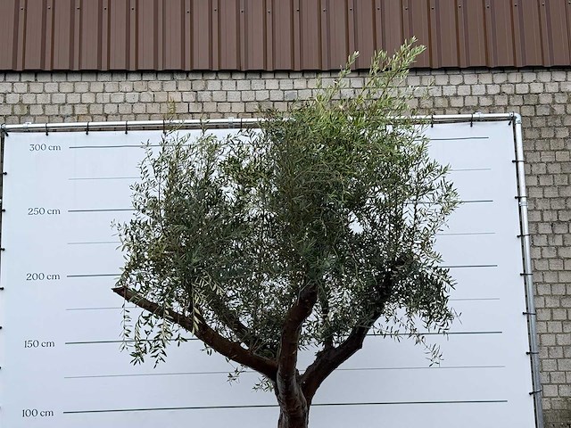 Olijfboom piel joven xl - olea europaea - ca. 60 jaar oud - hoogte ca. 270 cm - afbeelding 5 van  5