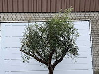 Olijfboom piel joven xl - olea europaea - ca. 60 jaar oud - hoogte ca. 270 cm - afbeelding 5 van  5
