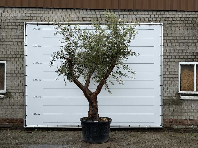 Olijfboom piel joven xl - olea europaea - ca. 60 jaar oud - hoogte ca. 270 cm - afbeelding 1 van  6