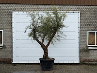 Olijfboom piel joven xl - olea europaea - ca. 60 jaar oud - hoogte ca. 270 cm - afbeelding 1 van  6