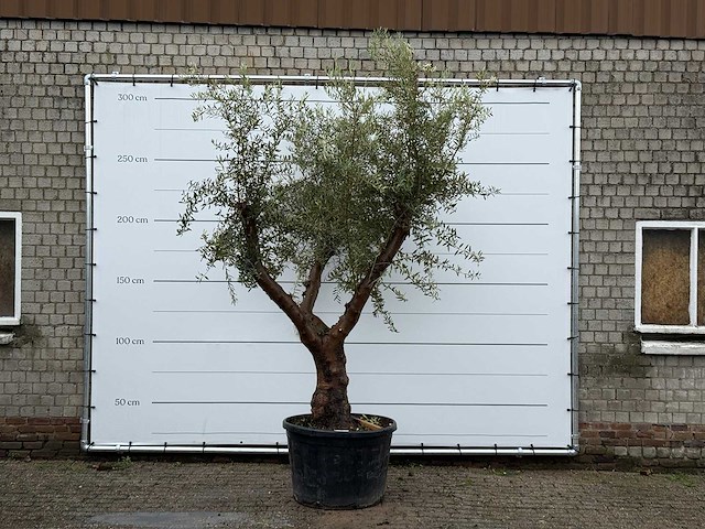 Olijfboom piel joven xl - olea europaea - ca. 60 jaar oud - hoogte ca. 270 cm - afbeelding 2 van  6